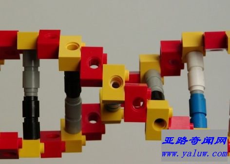 DNA乐高玩具
