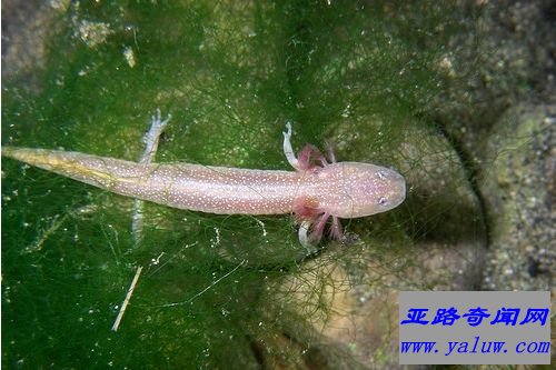 巴顿泉蝾螈
