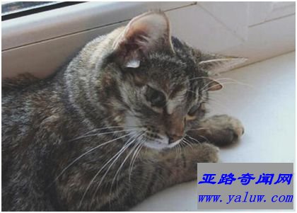 5只耳朵的流浪猫