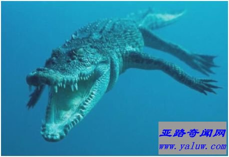 咸水鳄