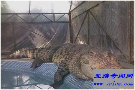 咸水鳄洛龙