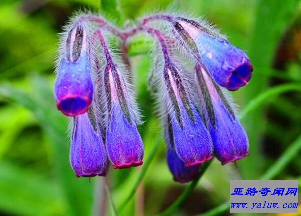 世界上健康的口红 纯天然的中药口红