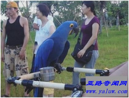 世界上最大的鹦鹉，紫蓝金刚鹦鹉