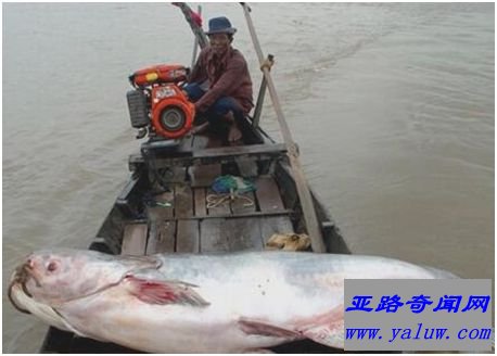 湄公河巨鲶