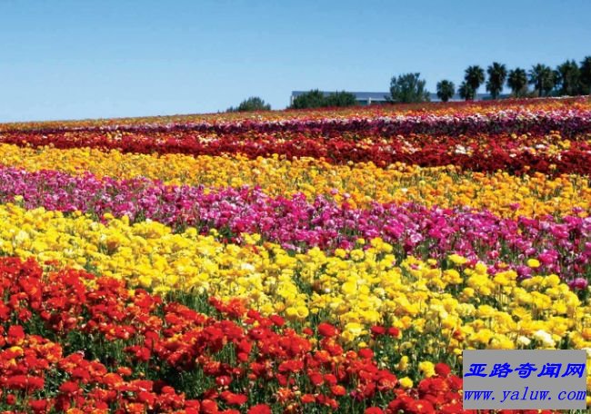 卡尔斯班花海