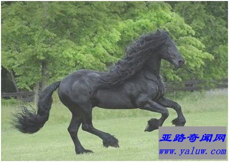 世界最帅长发马 腓特烈二世