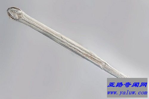 毛颚动物