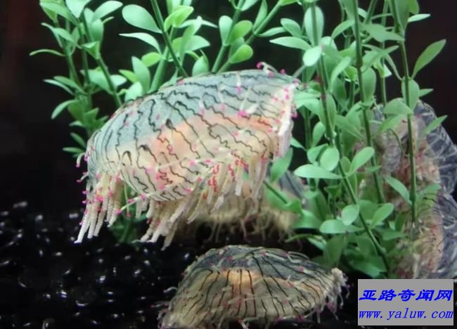 花笠水母