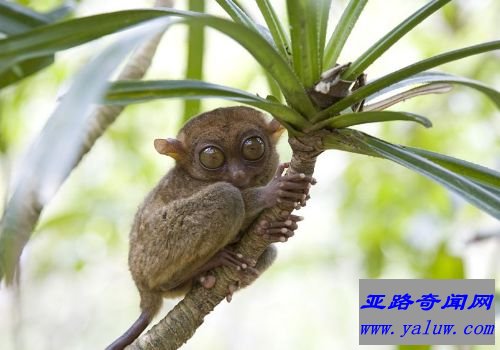 最小的眼镜猴：菲律宾跗猴