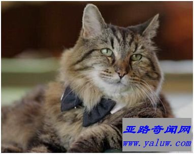现存世界上最长寿的猫——卡德罗伊