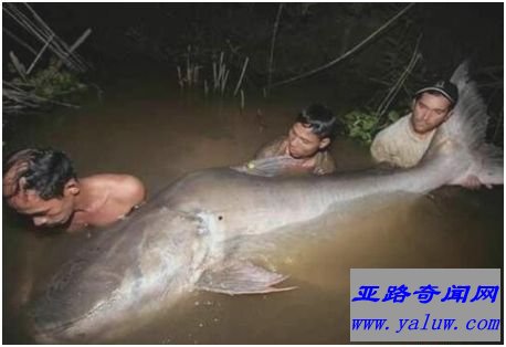 湄公河巨鲶