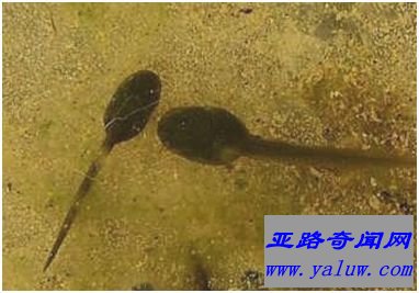 不合理蛙的蝌蚪