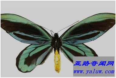 亚历山大鸟翼凤蝶