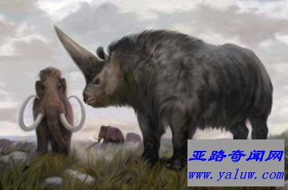 板齿犀