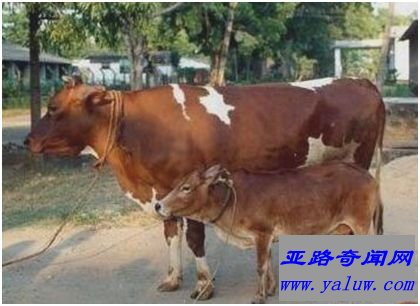 世界上最小的牛品种——Vechur牛