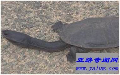 世界上脖子最长的乌龟 巨蛇颈龟