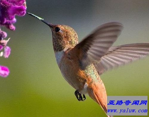最小的鸟：吸蜜蜂鸟