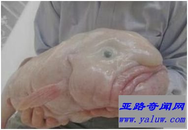 水滴鱼