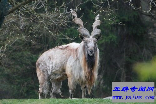 捻角山羊