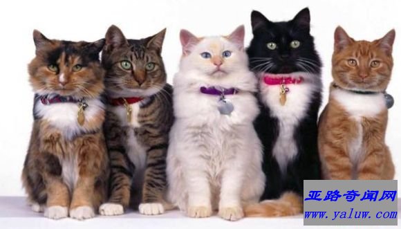 猫