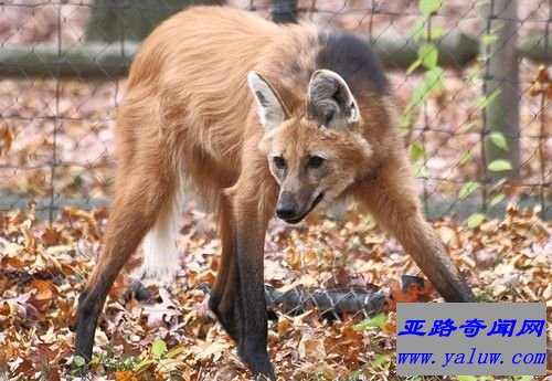 鬃狼