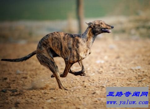 格雷伊猎犬——69千米/小时