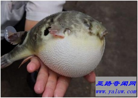 河鲀