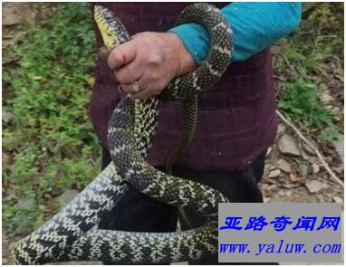 四鳗青蛇