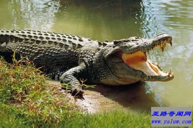 咸水鳄