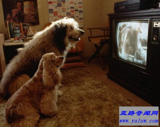 世界上最大的4K电视