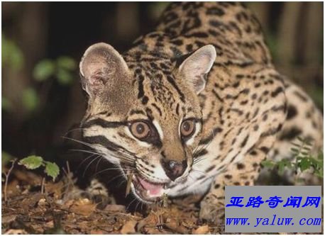 南美林虎猫