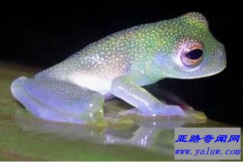 玻璃蛙