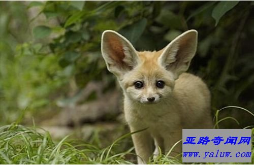 最小的狐狸：耳廓狐