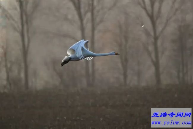 大天鹅 8200米